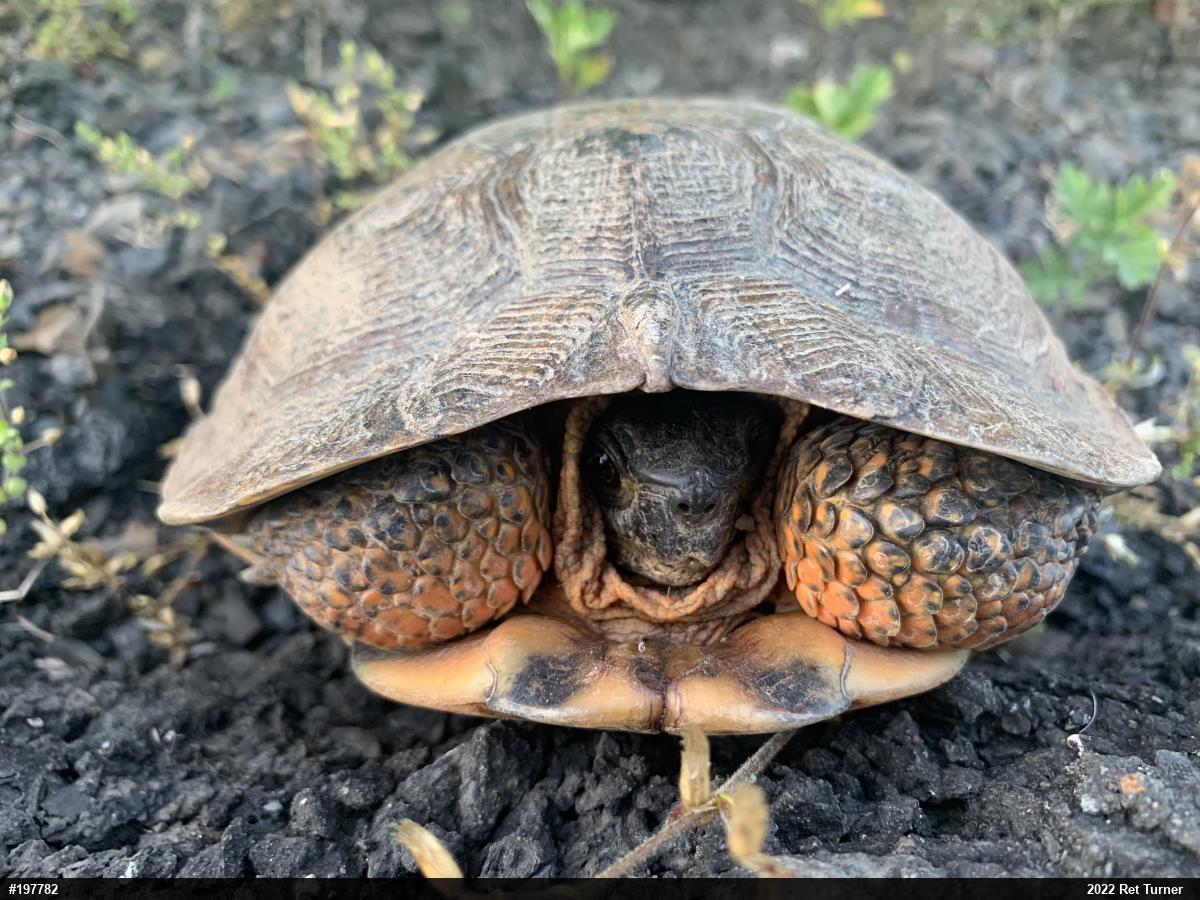 Wood Turtle