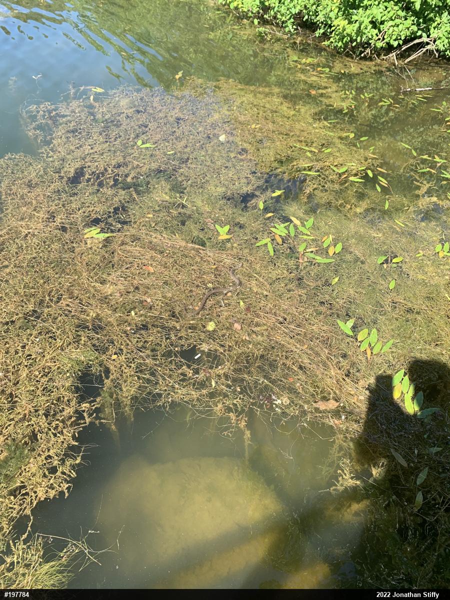 Northern Watersnake