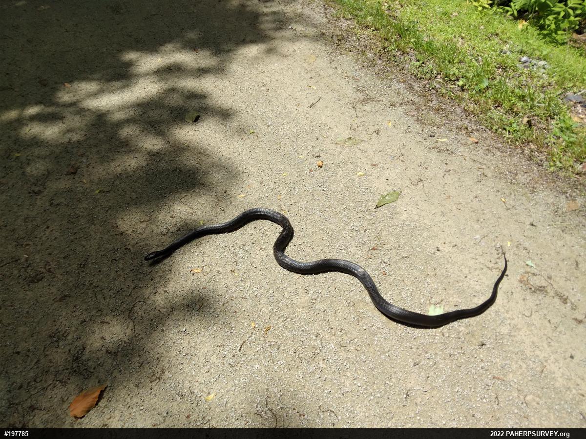 Eastern Ratsnake