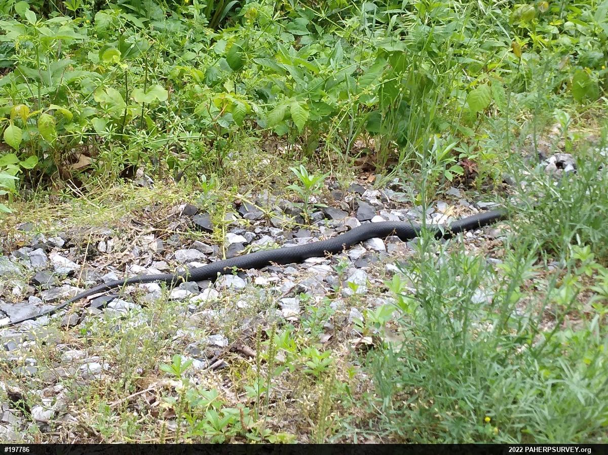 Northern Black Racer