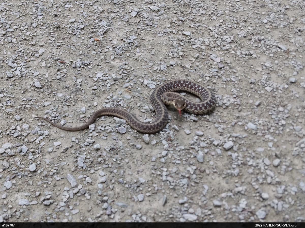 Eastern Gartersnake