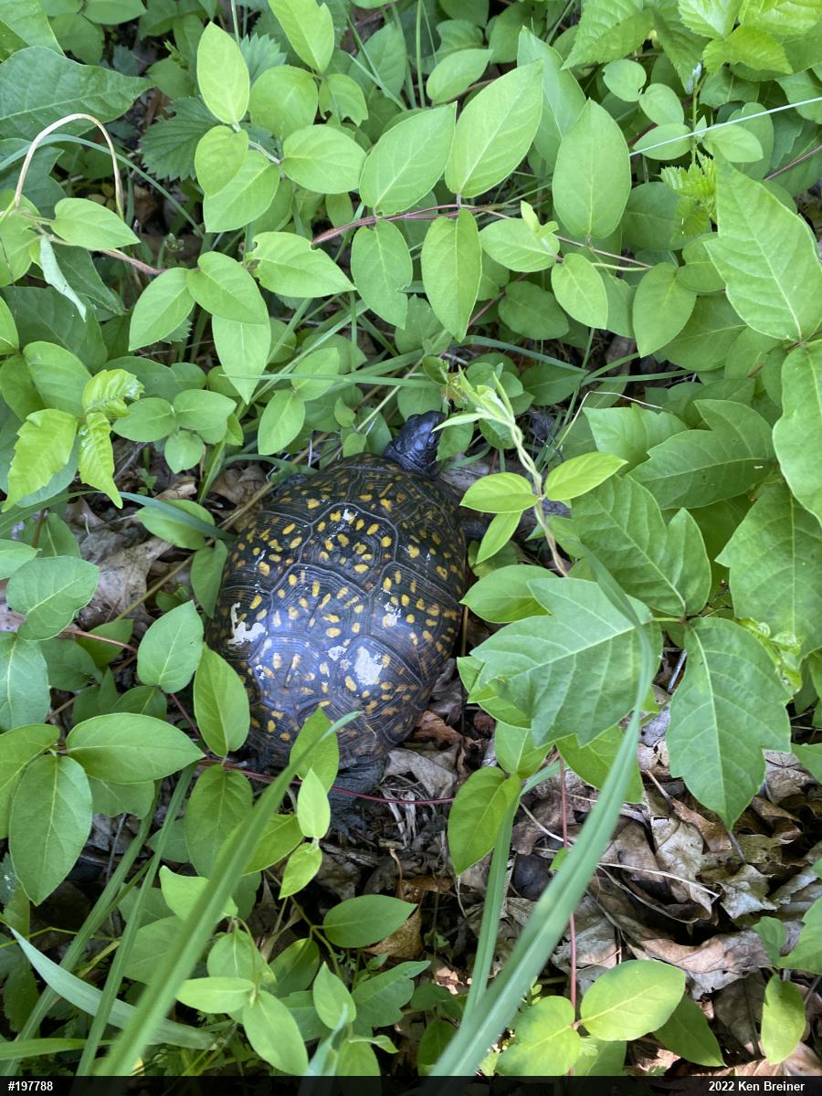 Eastern Box Turtle