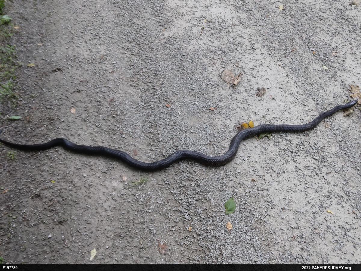 Eastern Ratsnake