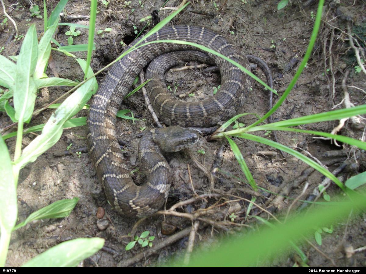 Northern Watersnake