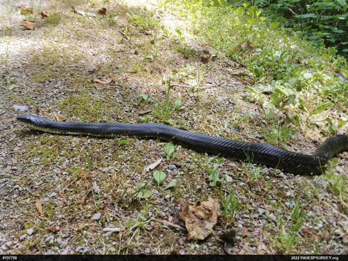 Eastern Ratsnake