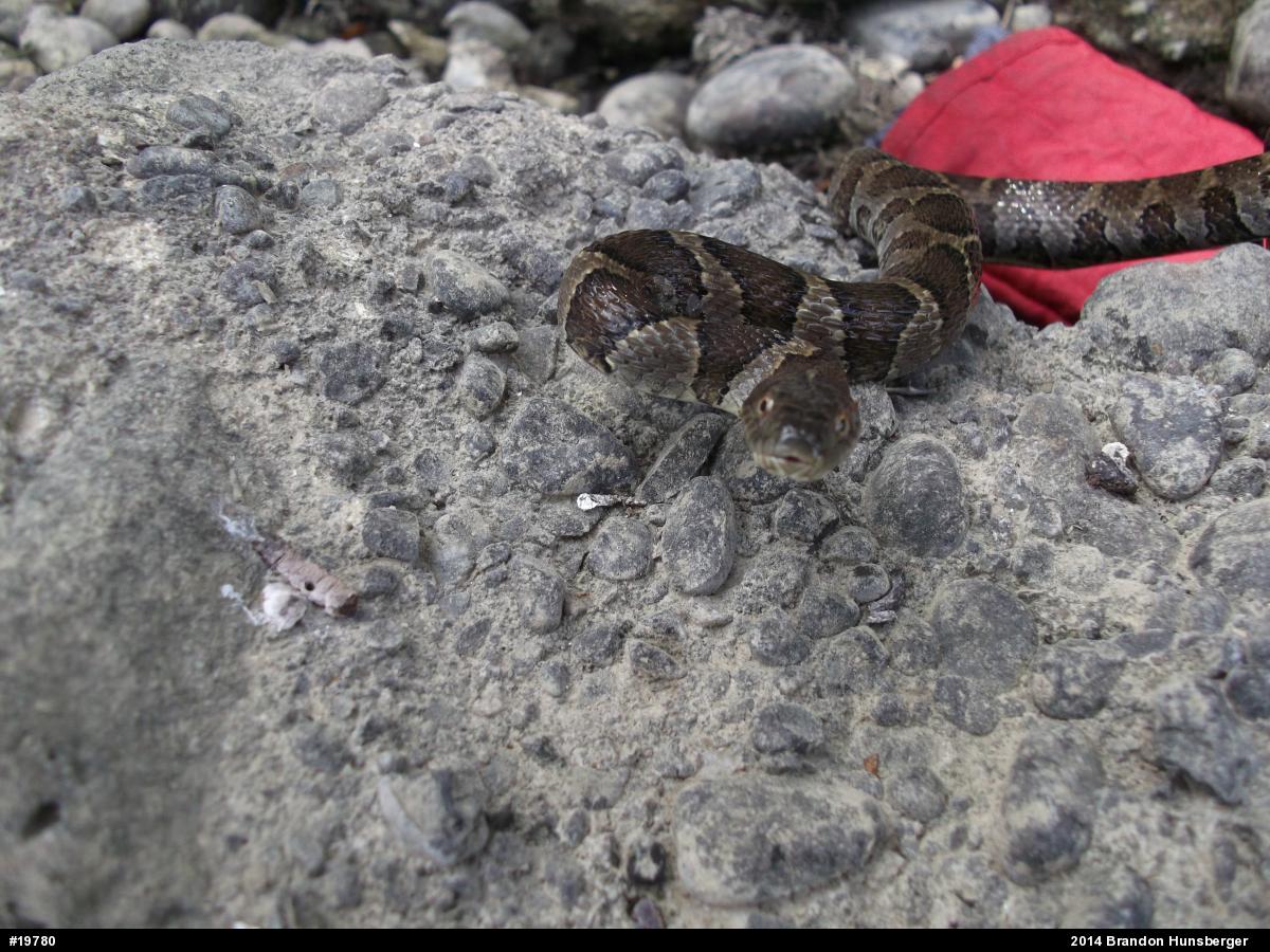 Northern Watersnake