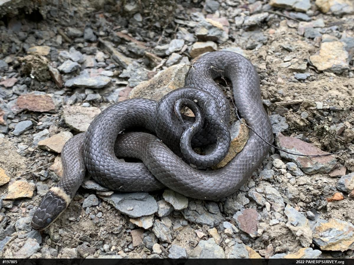 Northern Ring-necked Snake