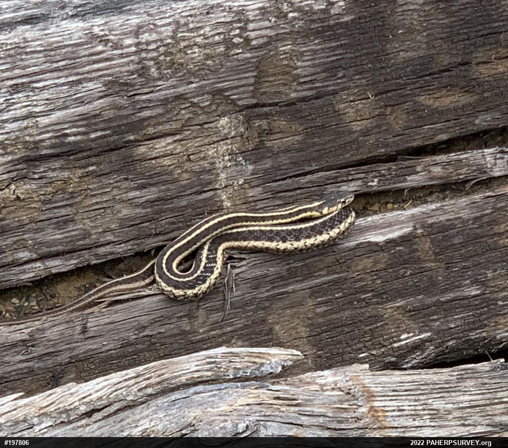 Eastern Gartersnake