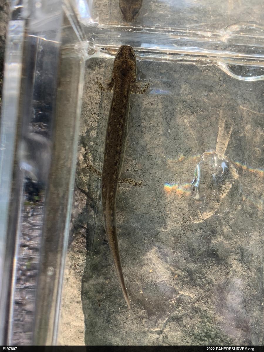 Northern Two-lined Salamander