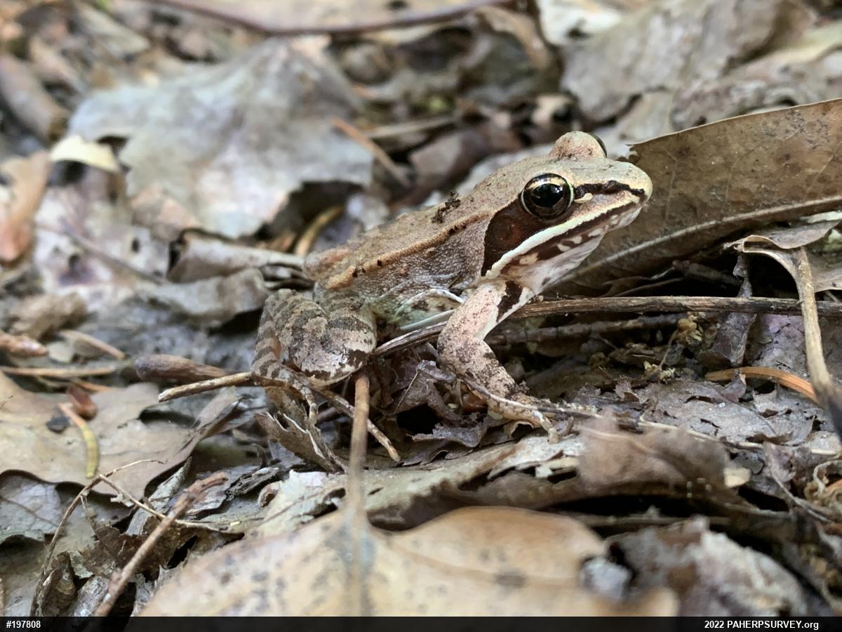 Wood Frog