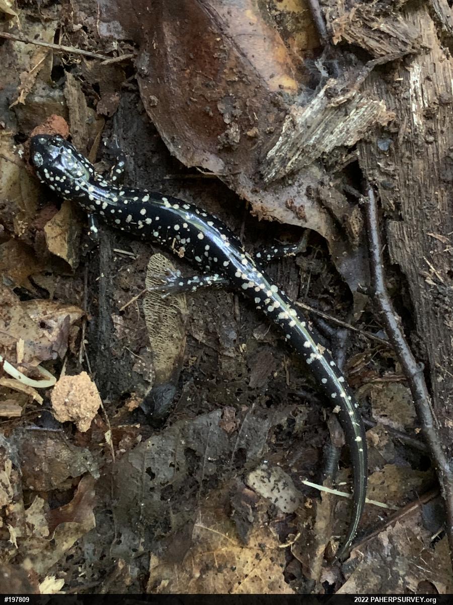 Northern Slimy Salamander