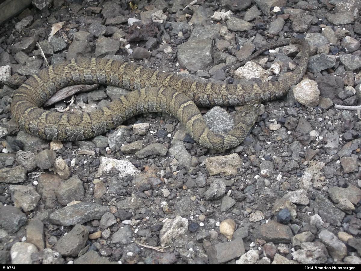 Northern Watersnake