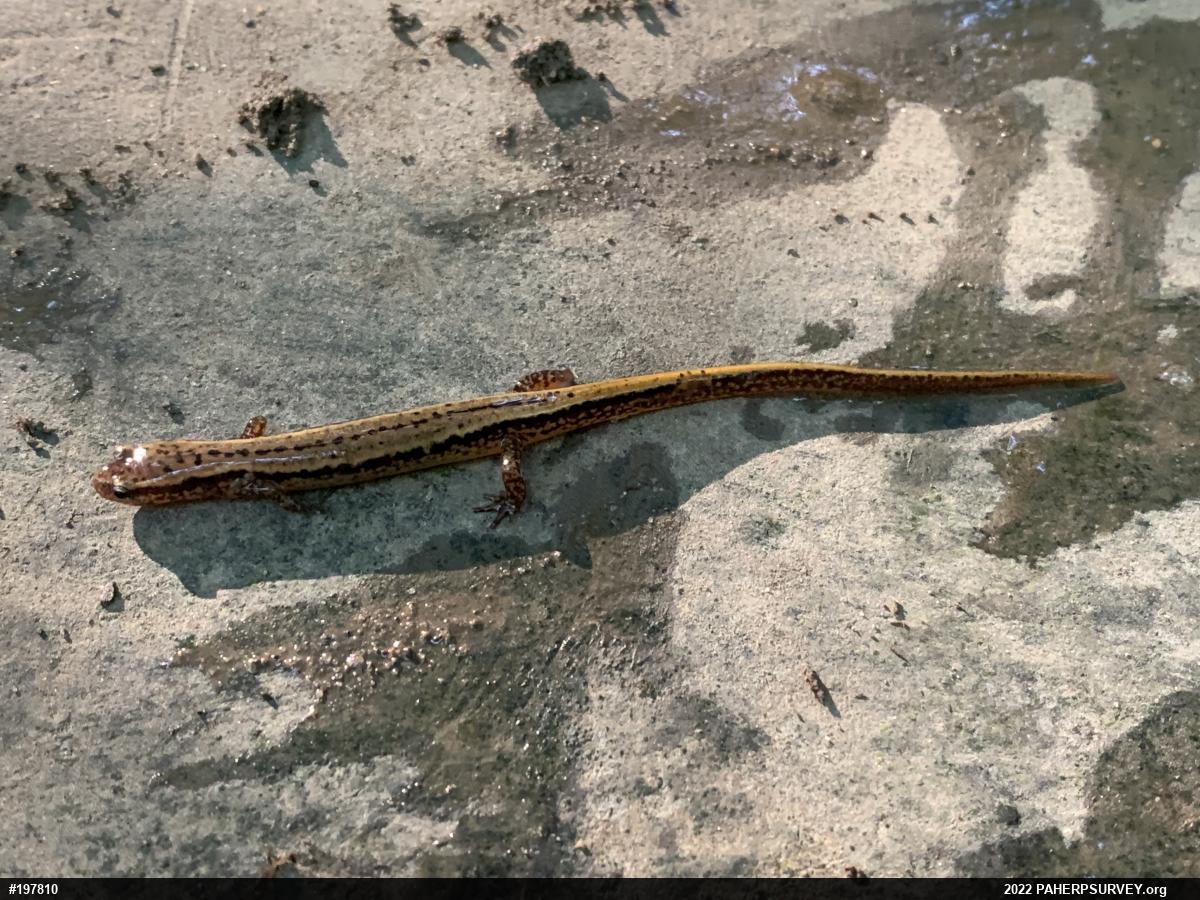 Northern Two-lined Salamander