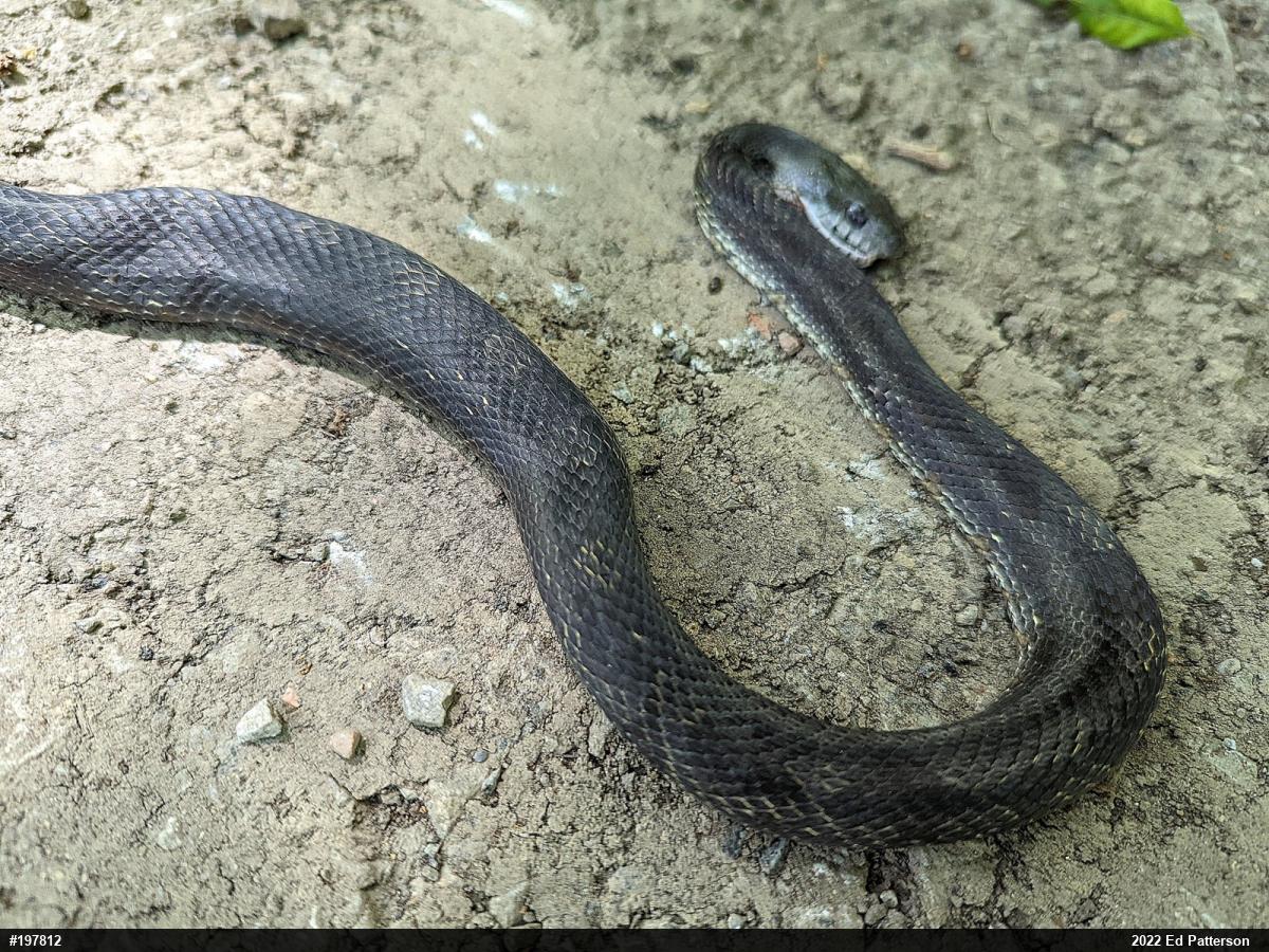 Eastern Ratsnake