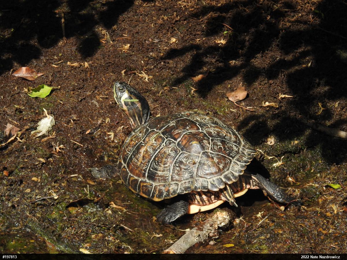 Yellow-bellied Slider
