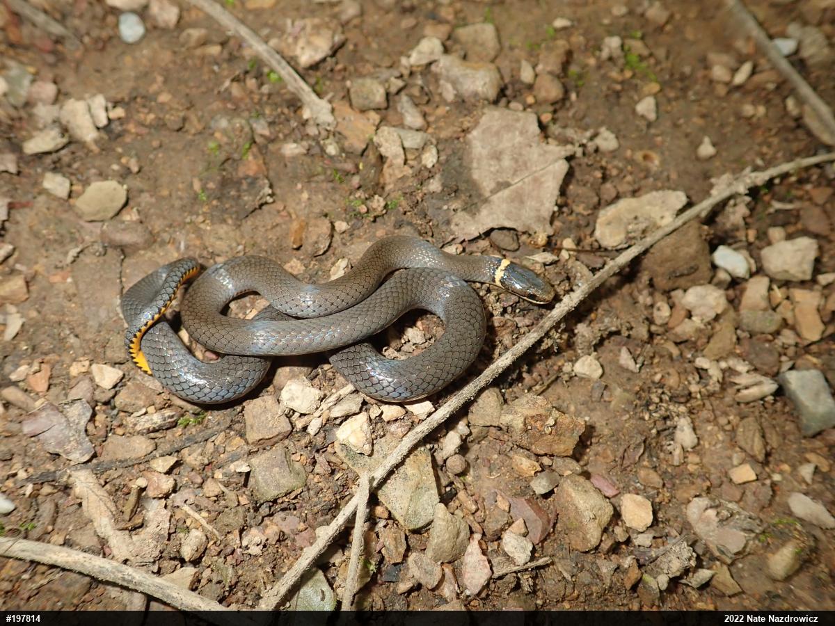 Northern Ring-necked Snake
