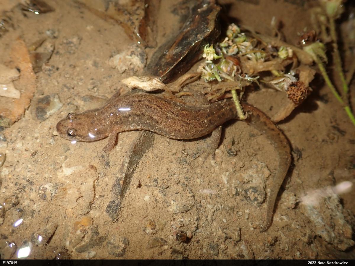Northern Dusky Salamander