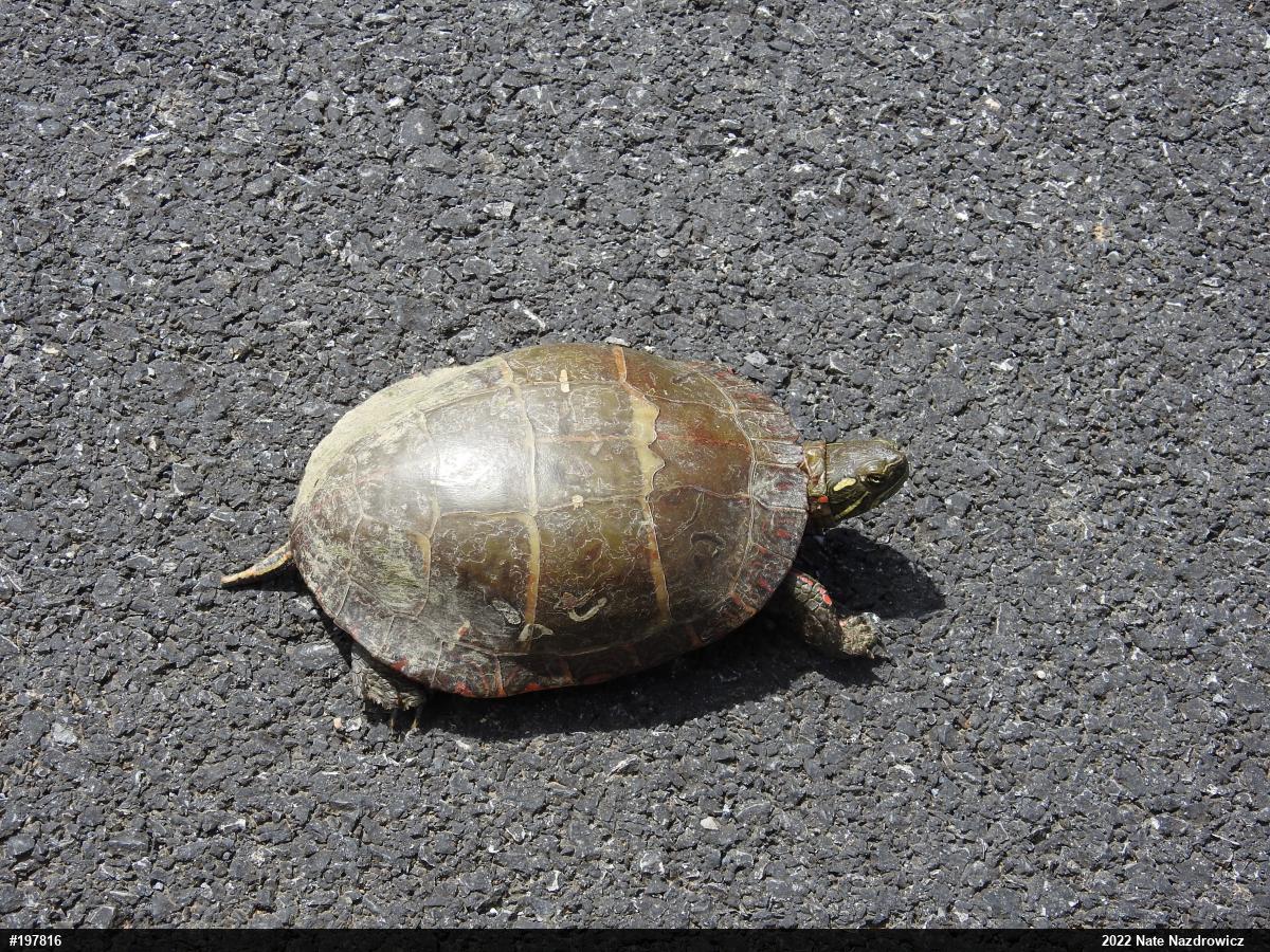 Eastern Painted Turtle