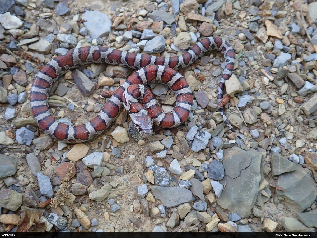 Eastern Milksnake