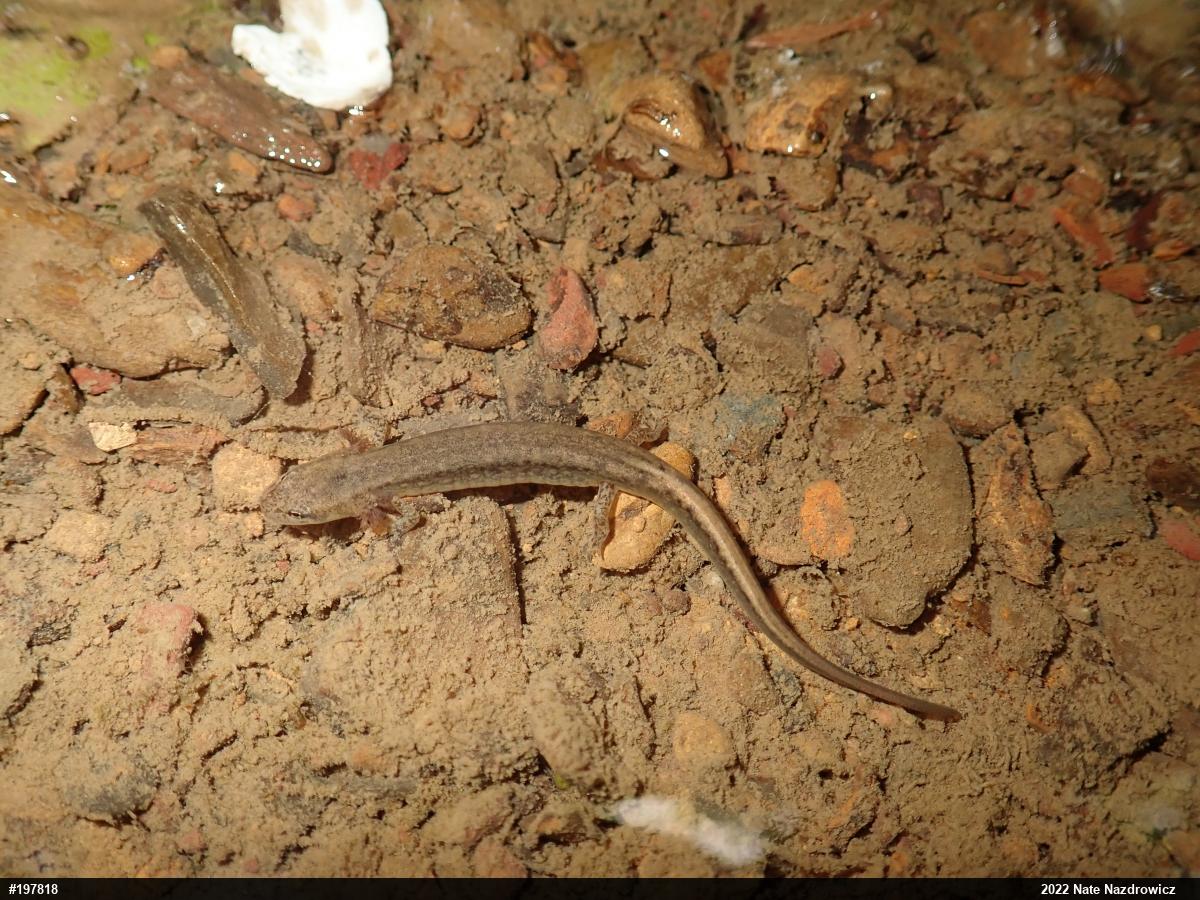 Northern Two-lined Salamander