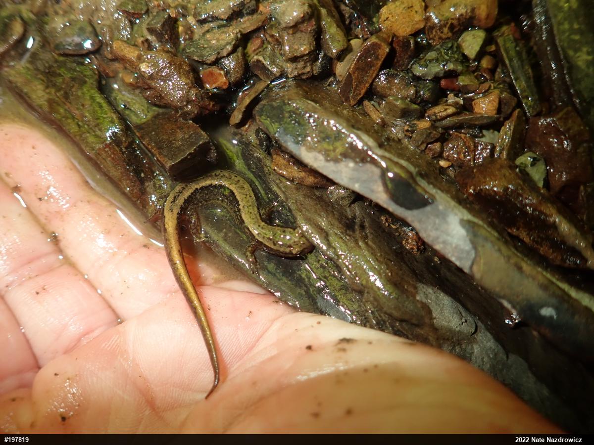 Northern Two-lined Salamander