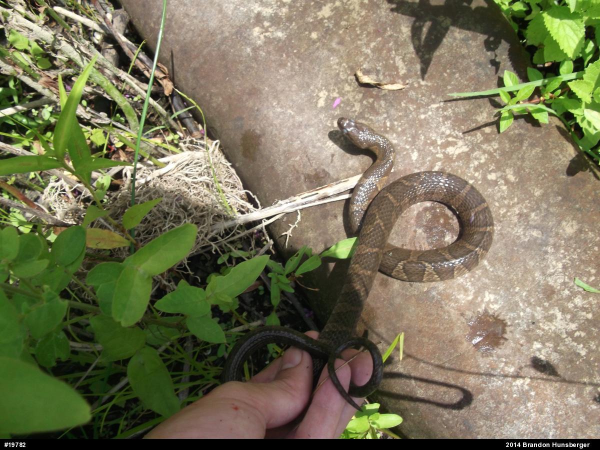 Northern Watersnake