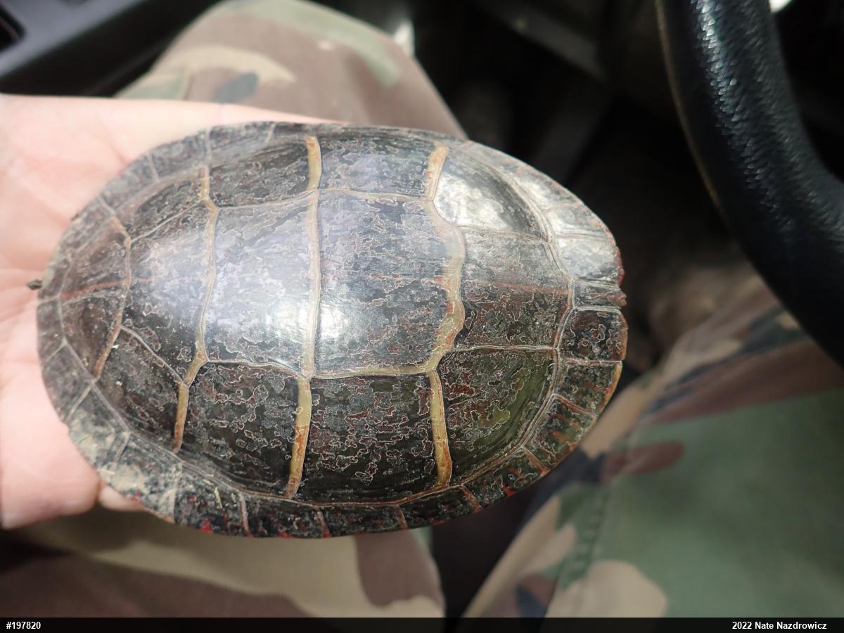 Eastern Painted Turtle