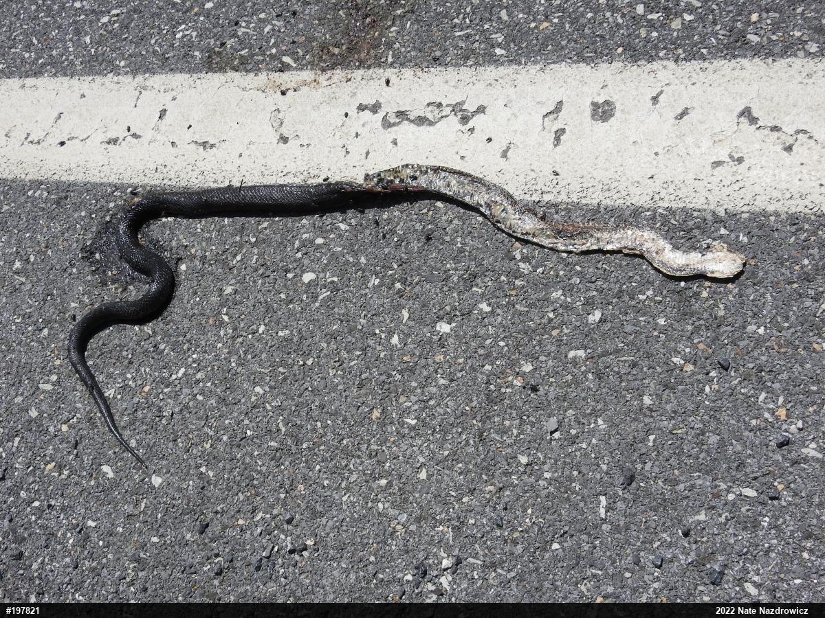 Eastern Ratsnake