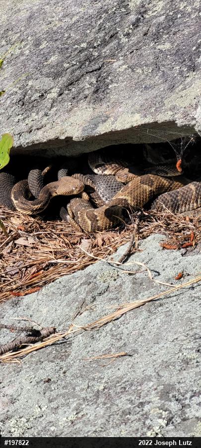 Timber Rattlesnake