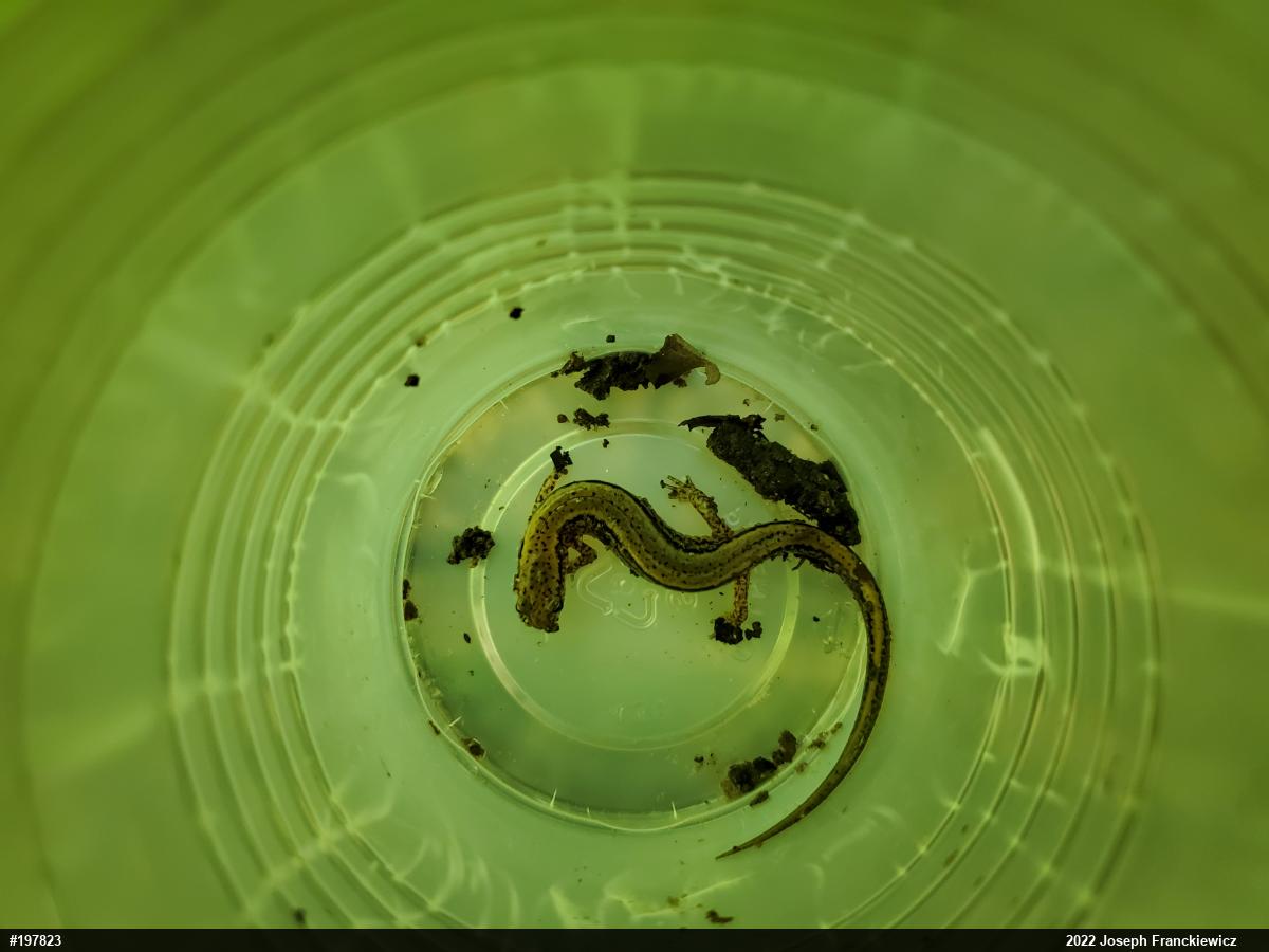 Northern Two-lined Salamander
