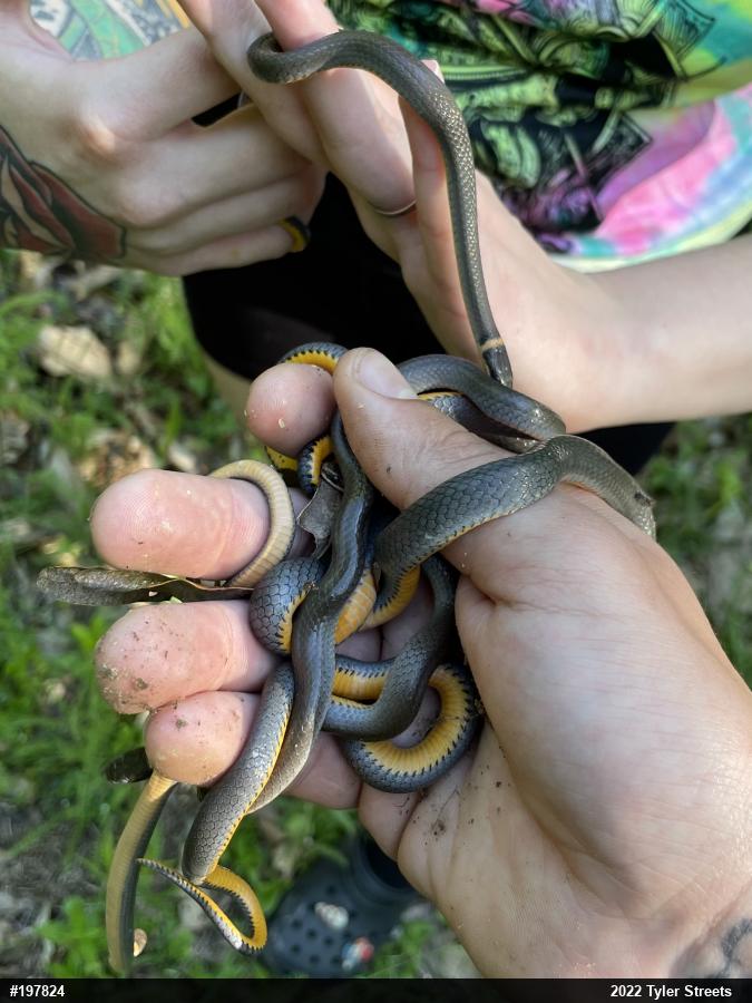 Northern Ring-necked Snake
