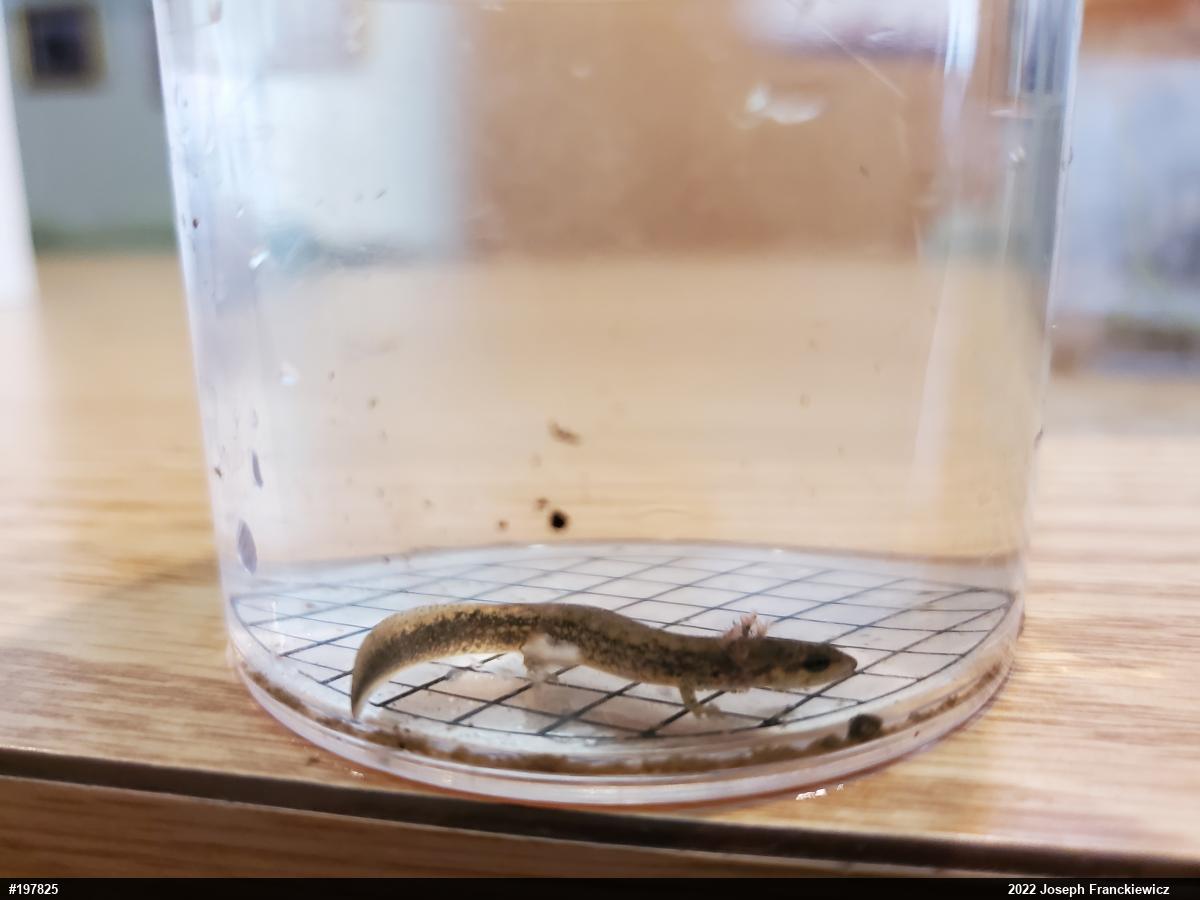 Northern Two-lined Salamander