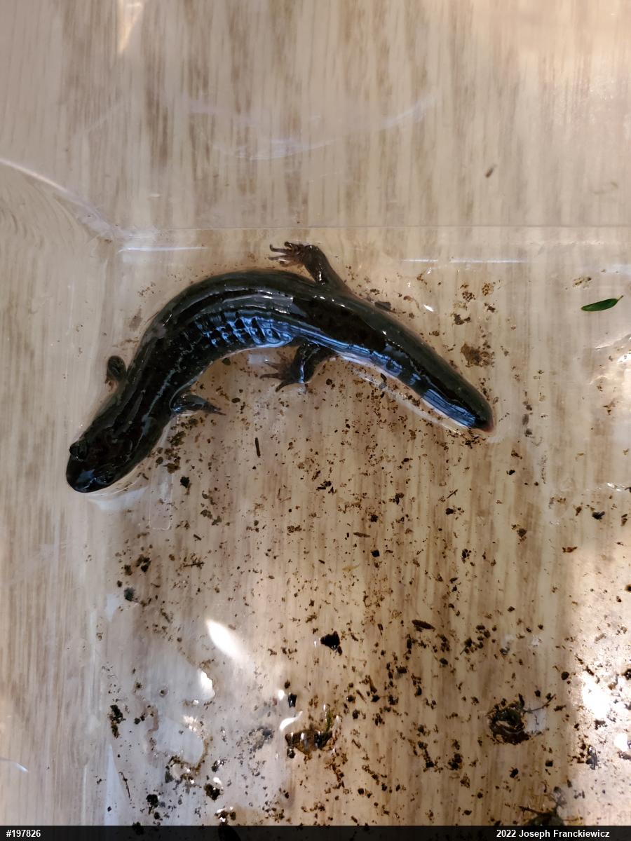 Northern Dusky Salamander