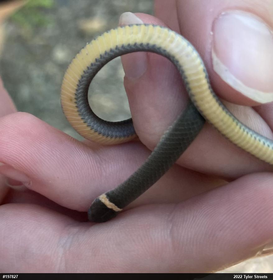 Northern Ring-necked Snake