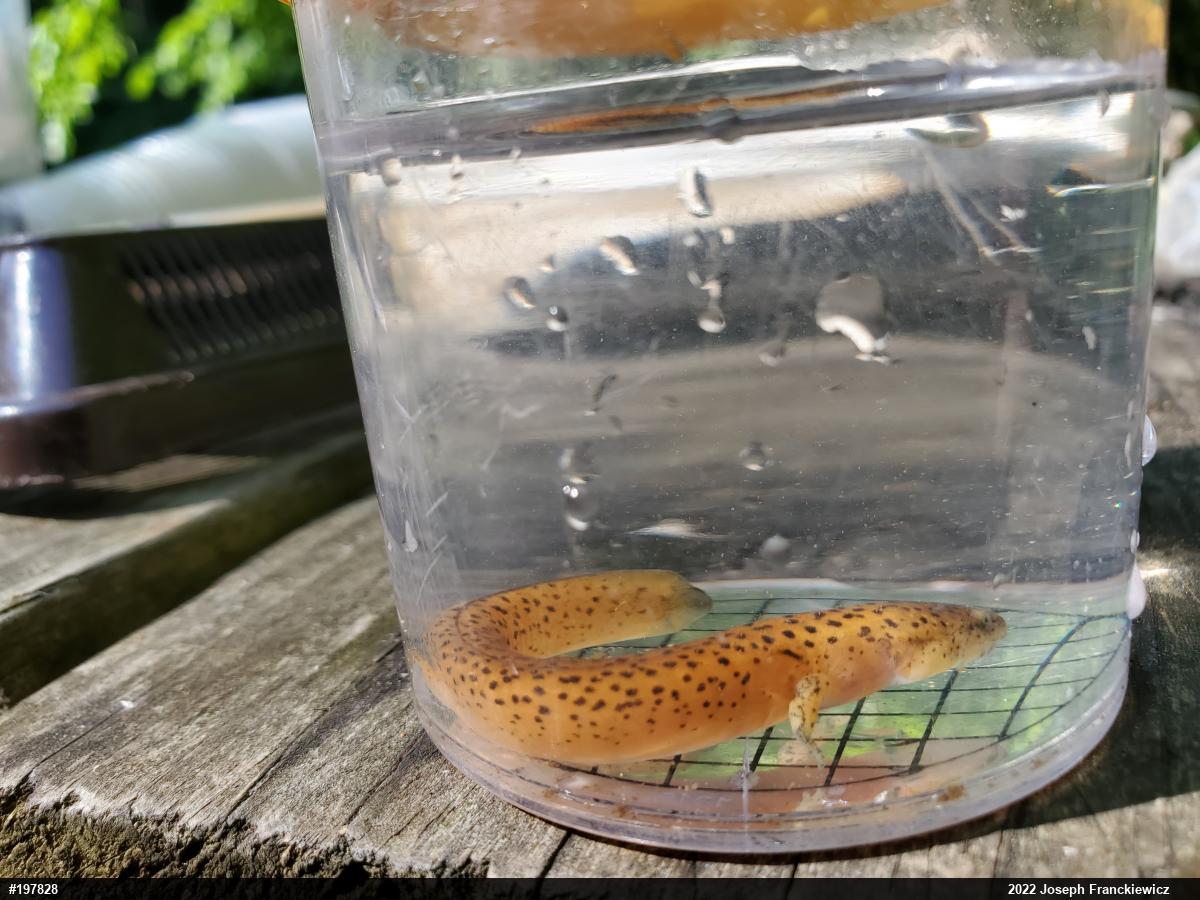 Northern Red Salamander