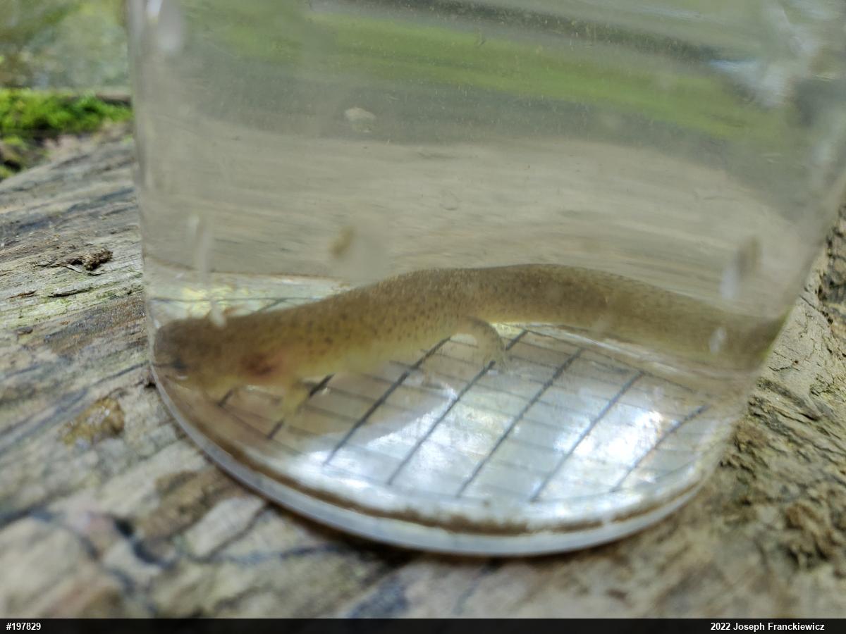 Northern Red Salamander