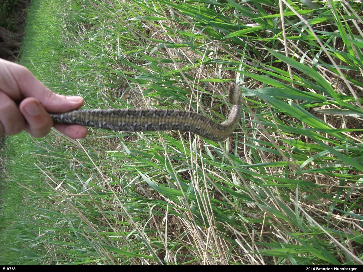 Northern Watersnake
