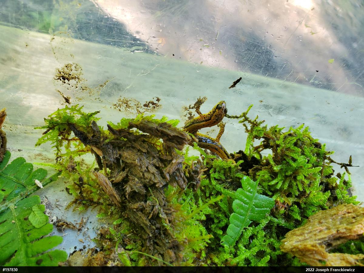 Northern Two-lined Salamander