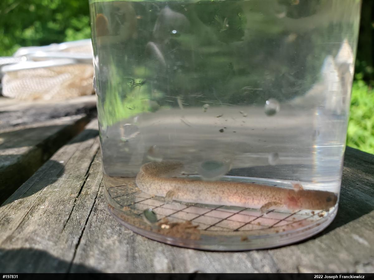 Northern Spring Salamander