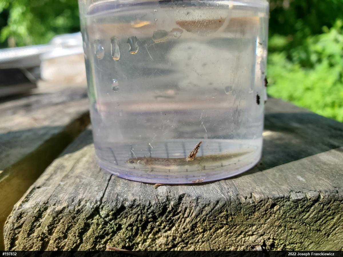 Northern Two-lined Salamander