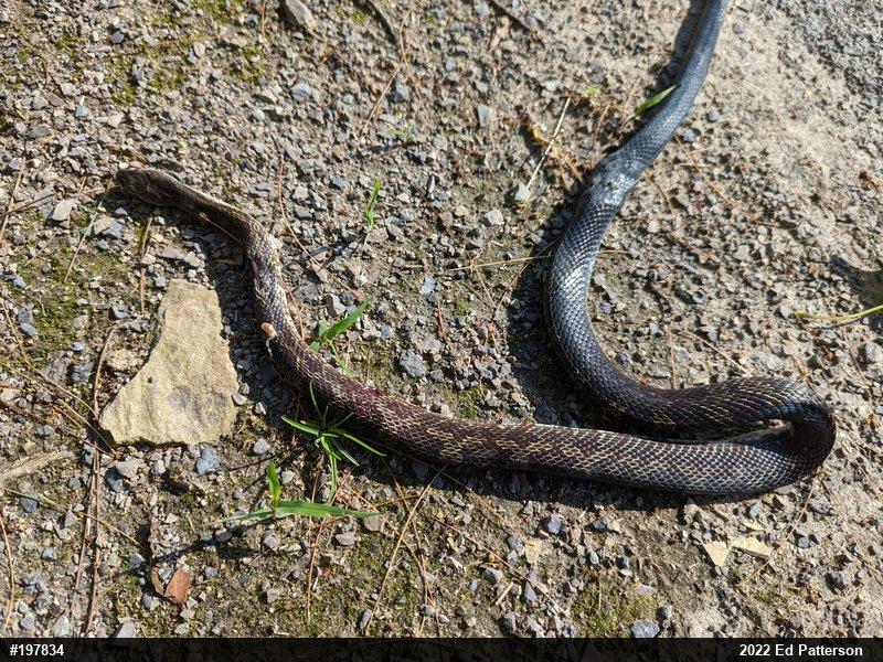 Eastern Ratsnake