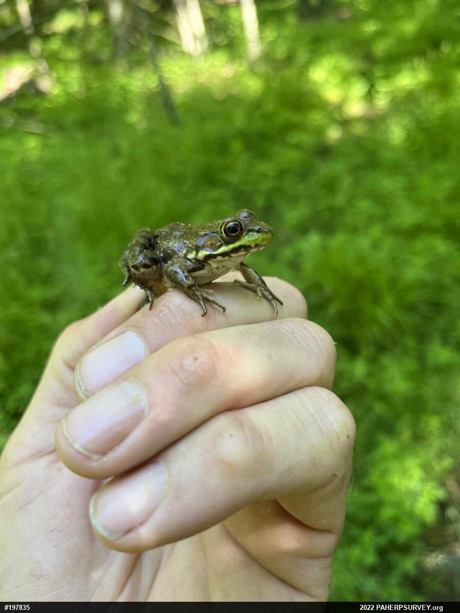 Green Frog