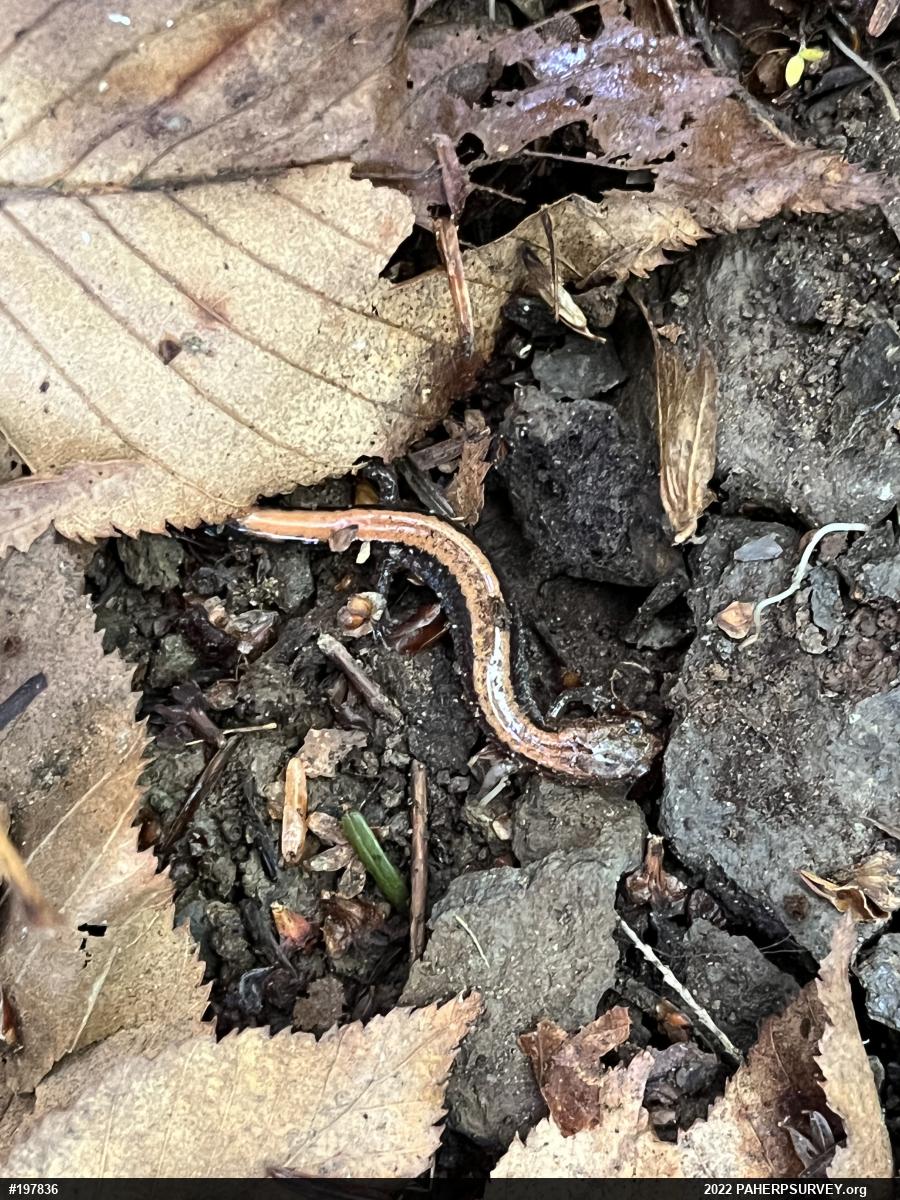 Eastern Red-backed  Salamander