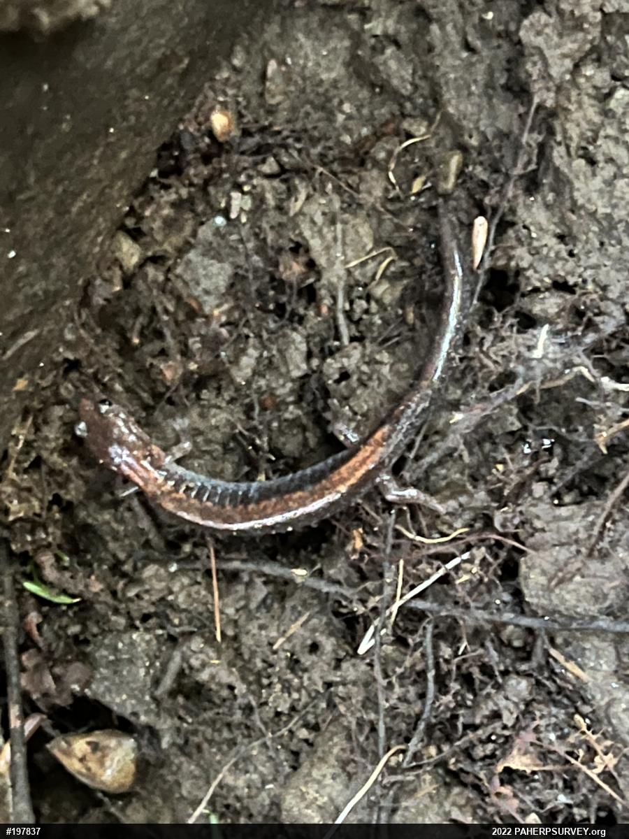 Eastern Red-backed  Salamander
