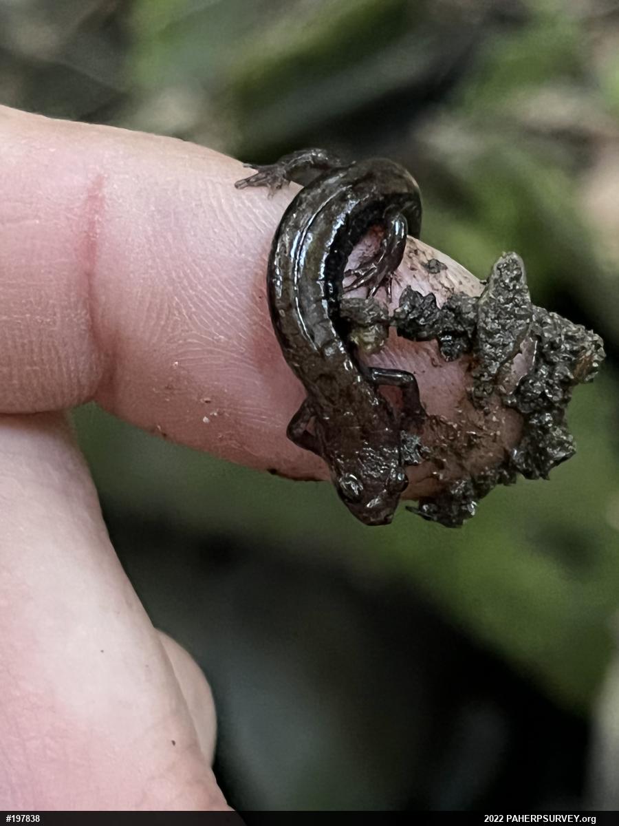 Allegheny Mountain Dusky Salamander
