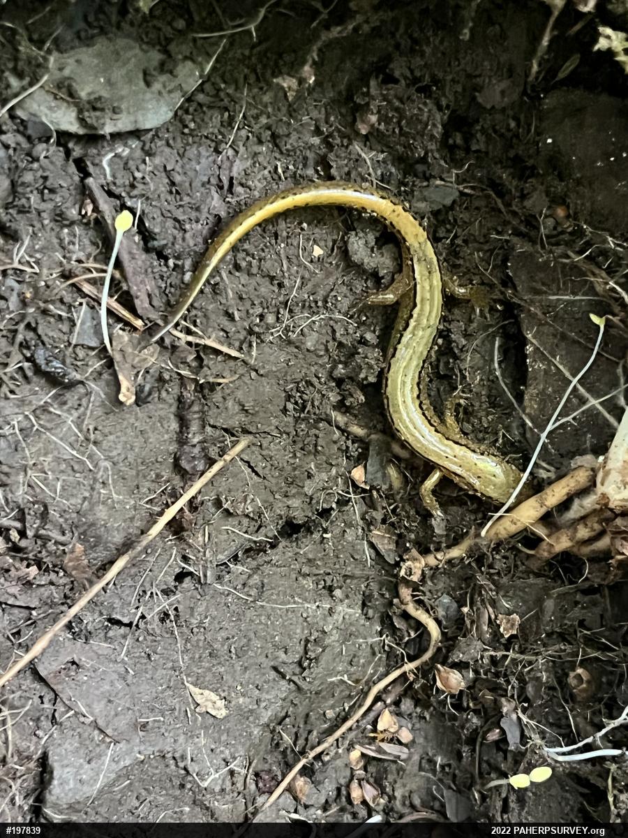 Northern Two-lined Salamander