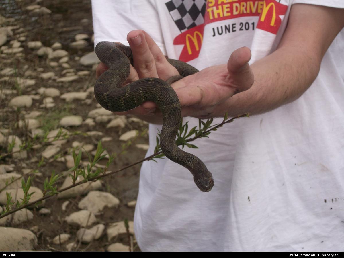 Northern Watersnake