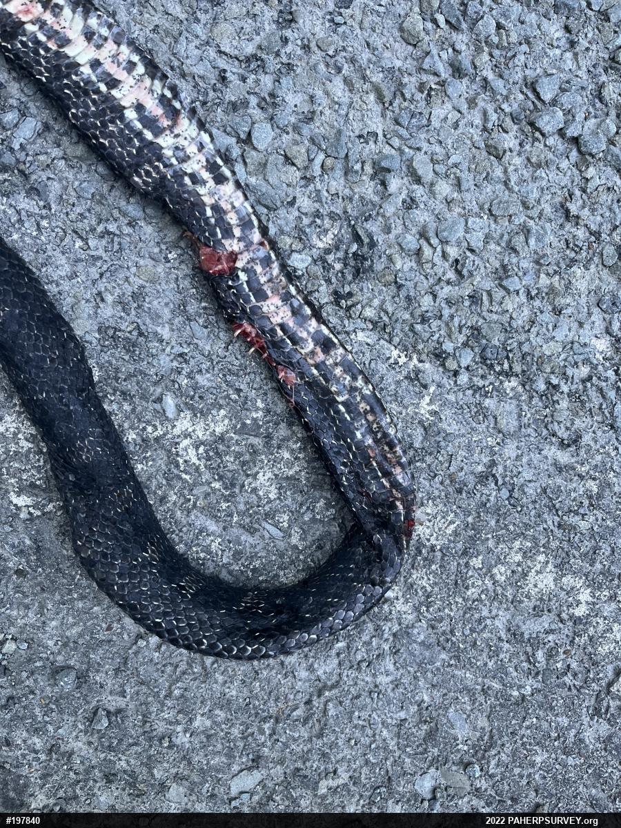 Eastern Ratsnake