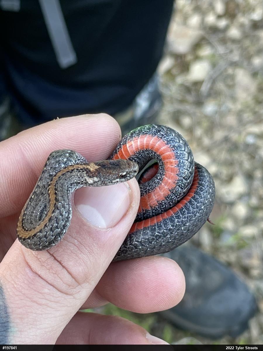Red-bellied Snake