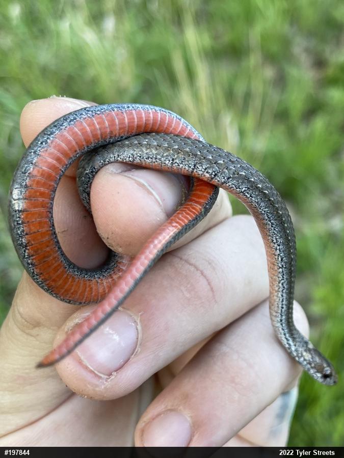 Red-bellied Snake